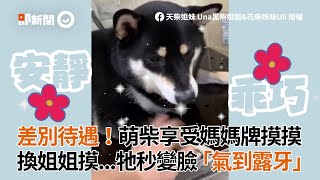 萌柴犬享受狗媽摸摸 換姐摸...牠秒變臉 氣到露牙｜差別待遇｜寵物｜表情｜狗狗｜柴柴