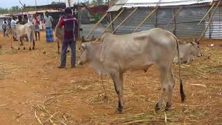 Anthiyur Market Series: 3, Gurunathaswamy Temple Festival, Anthiyur Cow Market.