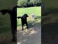 黒髪美女もたまにはナンパするんです　 shorts フラットコーテッドレトリバー　 大型犬 dog flatcoatedretriever