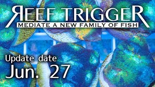 オーストラリア産キクメイシ フラグ各サイズ[LPS0627-1/2]REEF-TRIGGER