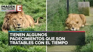 Dos leones rescatados de refugio del Ajusco tienen nuevo hogar en Aguascalientes