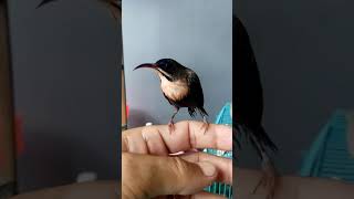 Konin Kolibri Ninja Ijoan Sudah Ngobra Teler