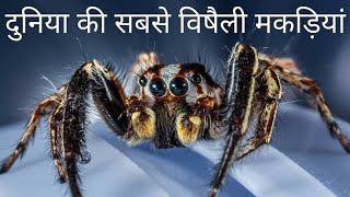 दुनिया की 3 सबसे खतरनाक मकड़ियां जिनका काटा पानी नहीं मांगता mostangerous spiders #shorts #facts #yt