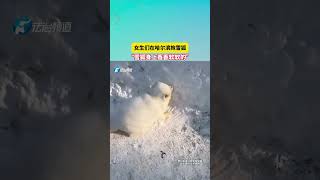 女生们在哈尔滨抱雪狐“雪狐身上香香软软的”