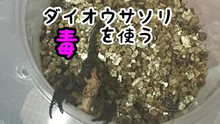 ダイオウサソリ 毒を使う