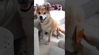 【柴犬】柴犬を飼う前に…換毛期はこれだけ抜けます！ Shibainu Saburo #shorts