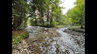 Hiking the Susquehannock Trail System in Potter County - Part 1