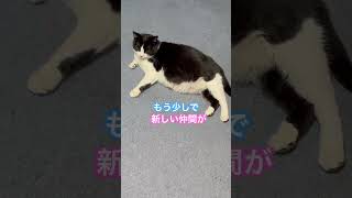 ネコと子ネコとおじさん　もう少しで新しい仲間がハチワレニャニャーン　#shorts #cat #cats #ねこ #猫 #ねこのいる生活 #猫のいる暮らし #ハチワレニャニャーン