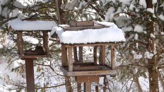 《野鳥とリス》lovely squirrel＆wild birds