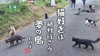 猫の数が人口を超えている島【猫島】