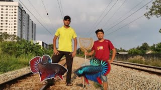 Sauk ikan laga kampung//wild betta imbellis//betta fish.