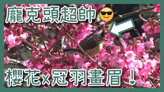 【生態系】武陵農場巧遇冠羽畫眉，後有櫻花樹襯托真是美麗！”To meet you“的叫聲此起彼落。