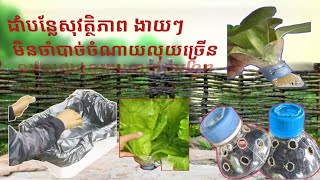 ដាំបន្លែសុវត្ថិភាព បែបលក្ខណគ្រួសា ,#How to grow hydroponic at home