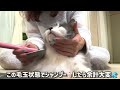 【ノルウェージャンフォレストキャット】　飼い主と猫の心理戦で冬毛をブラッシングするよ〜！！ここは手を抜けない