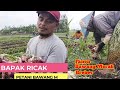 BEGINI PANEN BAWANG MERAH DI KABUPATEN BREBES