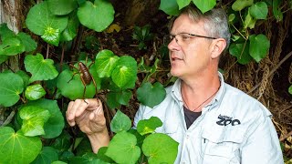 Richard reflects on Auckland Zoo's conservation mahi (work)