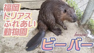 放し飼いのビーバーと触れ合える！【トリアスふれあい動物園】