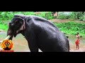 പാമ്പാടി രാജൻ l പേരും പെരുമയും നേടിയ രാജൻ keralaelephant