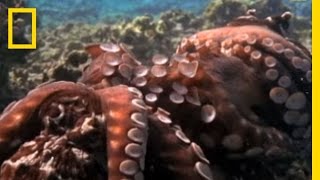 Octopus Mating | National Geographic