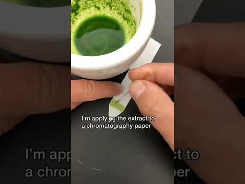 How does chromatography relate to photosynthesis?