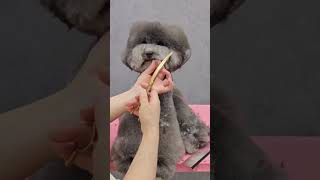 SHOCKING groomer cut poodle ear|Poodle grooming care tips #poodle #cutedog #shortsvideo