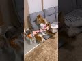 【わんわん家族】帰って来てからのテンション爆上がり＃わんわん家族 犬のいる暮らし 多頭飼い シーズー ＃ポメラニアン＃ミックス犬＃テンション上がり