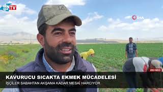 Bitlis'te kavurucu sıcakta ekmek mücadelesi