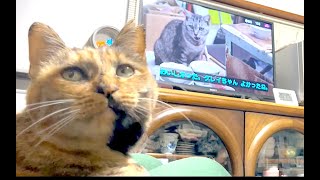 【ねこ日常系】猫のテレビ観る猫「岩合さんの世界ネコ歩き」が好きです【猫と日本の庭】