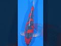 mengenal gosiki super jumbo ( koi sq )#shortsvideo #shortvideo #shorts #short #koi #koifish