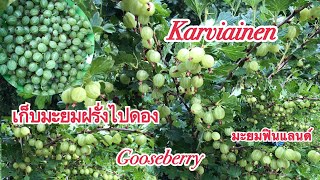 มะยมฝรั่งดกมาก เก็บมะยมฝรั่งไปดองกันจ้า gooseberry