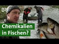 PFAS in Fischen: Dieser bayerische Bach ist mit Chemie-Rückständen belastet | Unser Land | BR