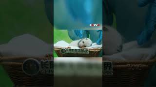 Baby panda reunited with mother at Guangzhou zoo