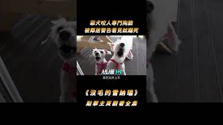 惡犬咬人專門掏臉，被鄰居警告看見就踹死，逼得主人請訓犬師教育#shorts