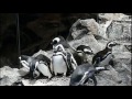 02 magellanic penguin crowing.鳴くマゼランペンギン。