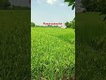 రైతు ఆనందం nature shorts ytshorts agr village agriculture