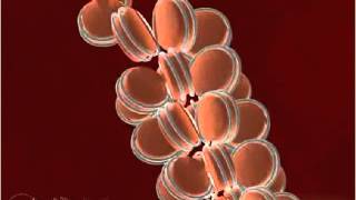 Nucleosome 3-D