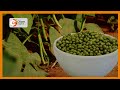 SMART FARM | Green grams farming in Baringo