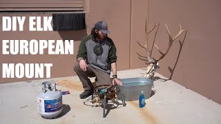 DIY Taxidermy: How To Do An Elk European Mount