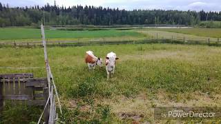 Eastern Finland cattle. Kyyttöjä.