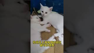 她们的妈妈是流浪猫 但她们可以不是的 领养代替购买