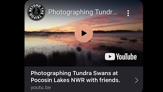 Photographing Tundra Swans at Pocosin Lakes NWR with friends.