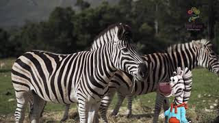 STRIPES OF THE SAVANNAH - Discovering Zebras with Ziggy the Zebra | Ifill Reel Productions