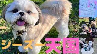 1000人越えのシーズーフェスでドッグランを荒らす子犬 Thousand Shihtzu gathered at shihtzu festival