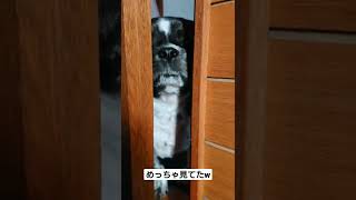 【覗き】めっちゃ見てたくせにごまかしてるシーズー犬 #shorts