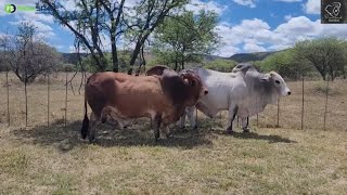 Bul bespreking by die Hollenbach Boran Stoet met Tinus Havinga en Piet van der Merwe