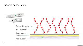 Biacore Surface Plasmon Resonance: Observing Molecular Interactions in Real-Time