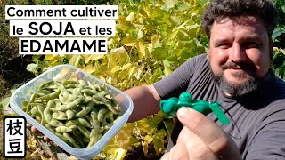 Comment cultiver le SOJA et les EDAMAME