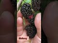 Fruits cutting hacks form trees |These fruits are longer wasted ✌️