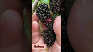 Fruits cutting hacks form trees |These fruits are longer wasted ✌️
