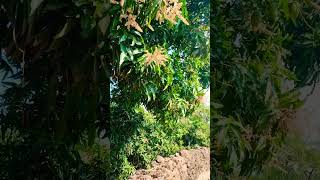 Mango Farming #mango #kokan #kokanfarming #maharstrafarming #tree #summer #mangoseason